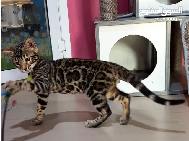 Male kitten 4 months old with pedigree certificate بنغال كتن مع شهادة بدقري