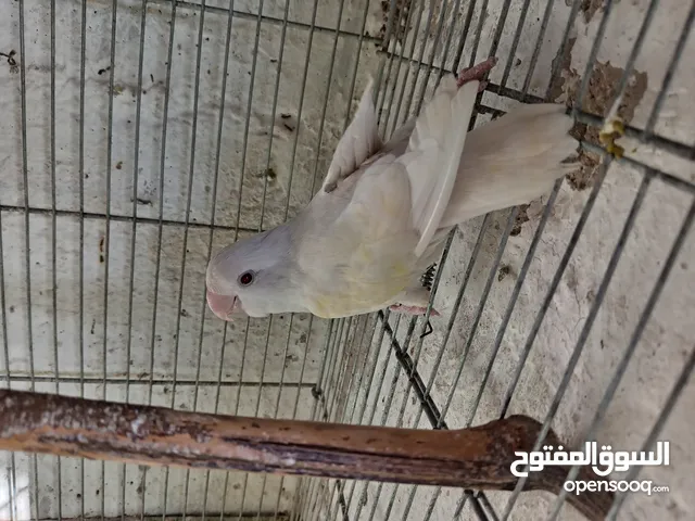 بعد الصلاه ع النبي يوجد طيور روز حبات بتجنن حبات جانوووووووووو صحه ممتااااااااااازه ألوان حلوه.