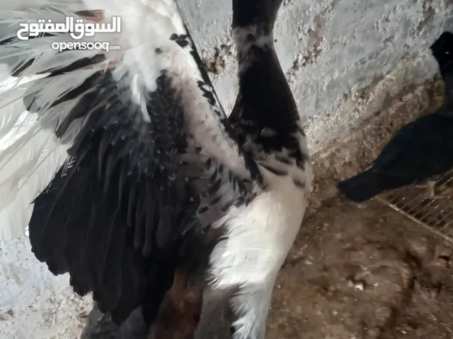 بط بلدي نخب
