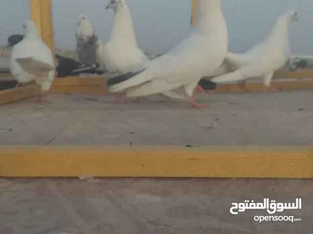 متاح 5مامات تور عنابر سره مطيار فراشه 4فحله وطيره للبيع او مراوس بتور عاديات نثايه او نثايه حمر بغدا