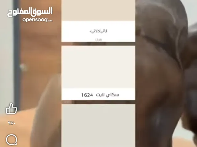 صباغ داخلي وباقل الاسعار التواصل واتس اب صبغ مطفي ولماع ايطالى خشن وناعم تركيب ورق الحائط