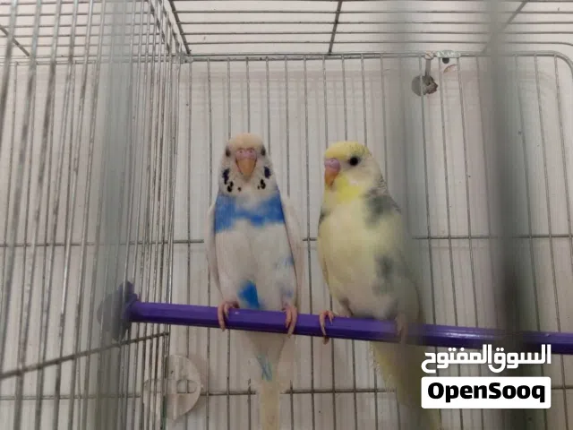 عصافير كنار حب