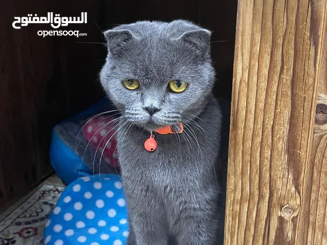 برتش شورت هير