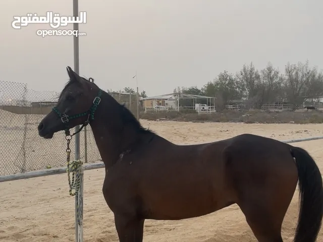 فرس ، مهره خيل