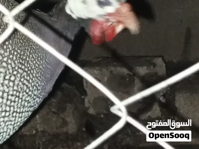 ديك فرعوني و3 وزت للبيع