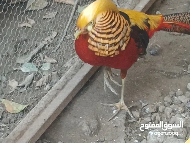 طيور الزينة