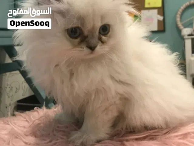 قطط هملايا عمر شهرين