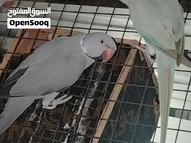 للبيع زوج دره الملونه الرمادي