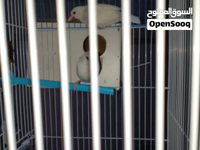جوز جاوا لون ابيض عين حمراء