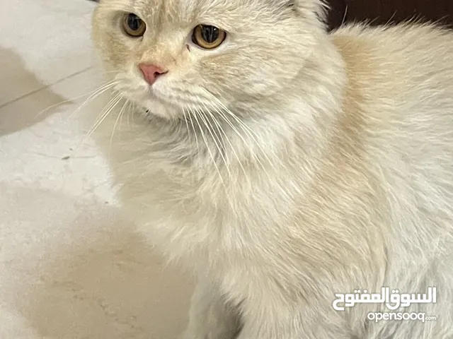 للبيع – قط شيرازي تايقر أشقر عمره سنة ونص