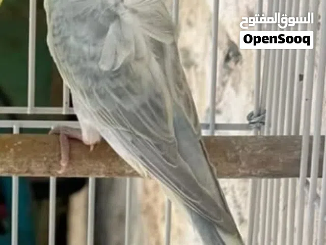كوم حب حبة نخب بلش مشروعك من هون