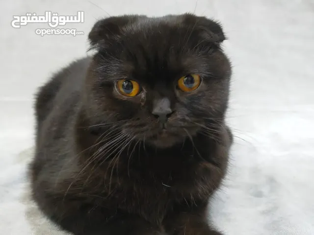 سكوتش فولد ذكر للبيع