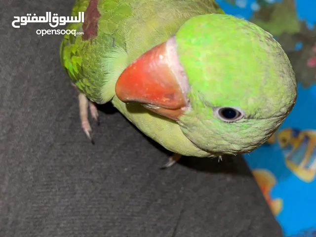 Nepali baby parrot