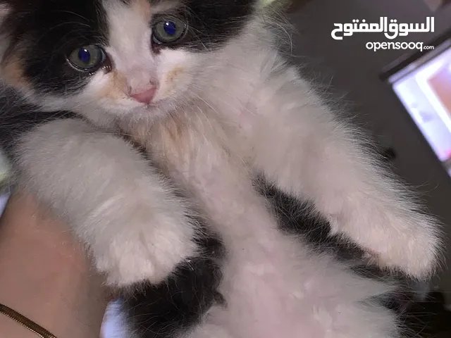 قطط للتبني مكس العمر شهرين