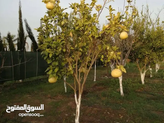Farm Land for Sale in Marrakesh Route de Casablanca