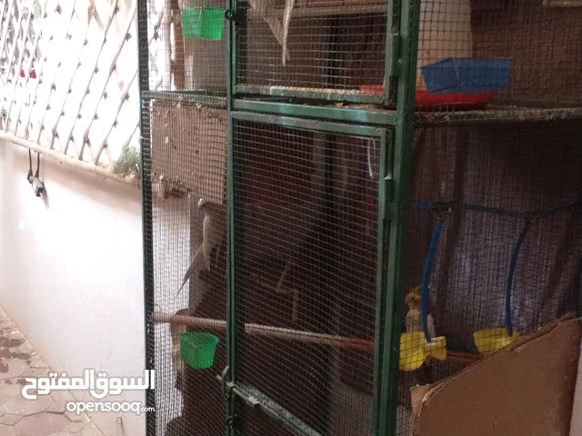 قفص مع 5 حبات ببغاء الكوكتيل