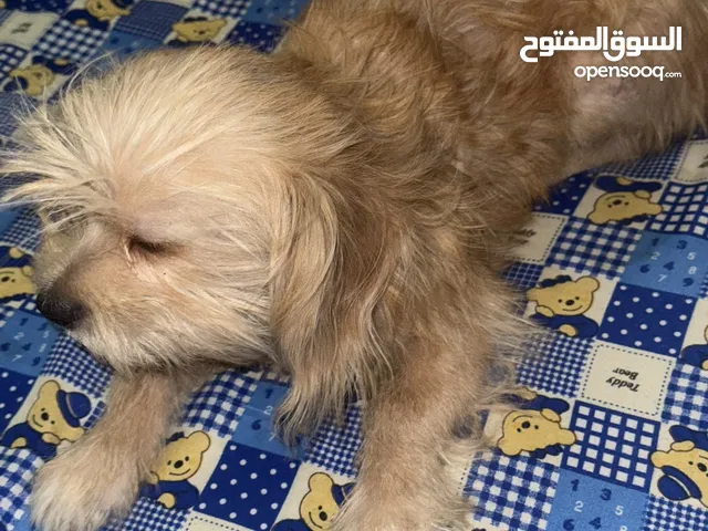 كلب زينه للبيع