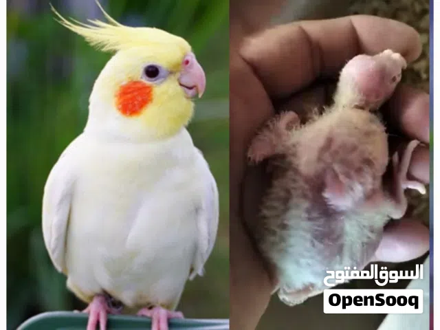 فراخ كوكتيل لاتينو عين حمرا للزق اليدوي أقر التفاصيل/جرين شيك اليف روز جوز فحل طيرة فرخ هدد
