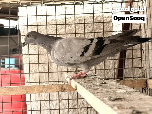 فرخ زاجل للبيع او المراوس متواجد على الخاص