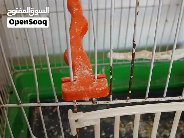 طيره كنار بكريه بندوقة هوزو