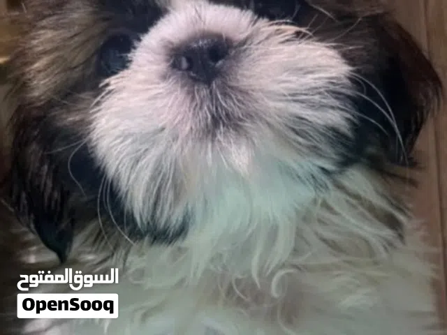 كلب شيتزو للبيع بيور