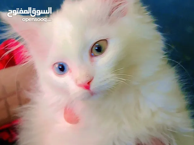 قطه شيرازي لون ابيض العيون ملون شيرازي اصلي