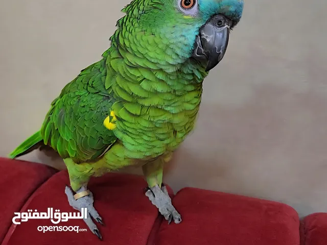 ببغاء امازوني بلوفرنتد أليف جدا متكلم