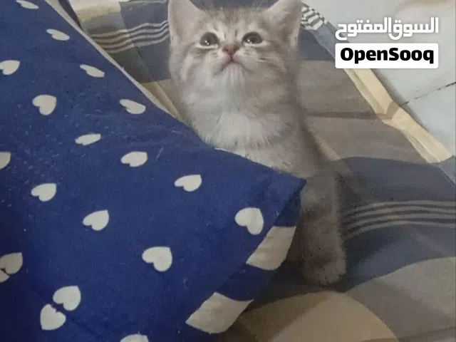 محتاج قطط صغار عمر شهر أو شهرين للتبني