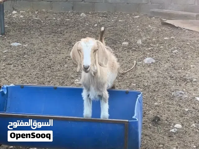 شاه للبيع ر