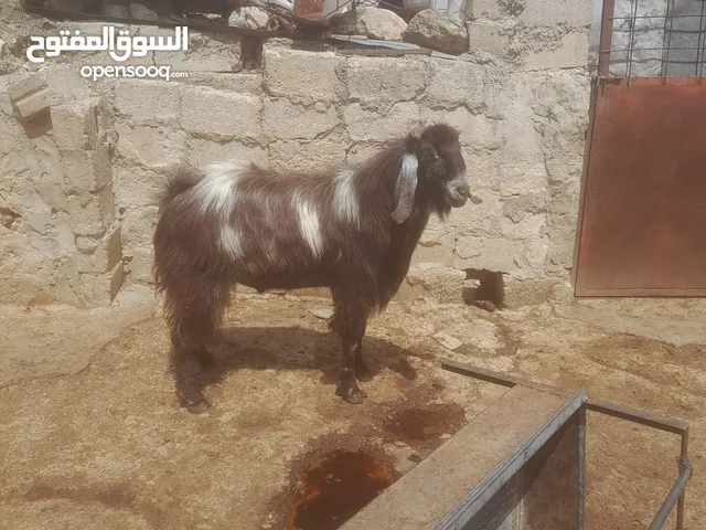 فحل هندي كفالة