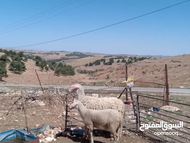 غنم عساااااف للبيع