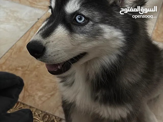 جرو هاسكي ألاسكا مالموت ذكر - عمر 3-4 شهور - مطعم ومعه جواز