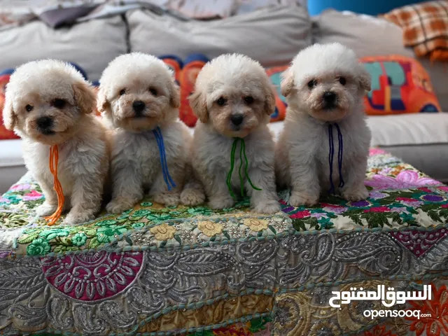 Maltipoo Puppies For Sale in UAE