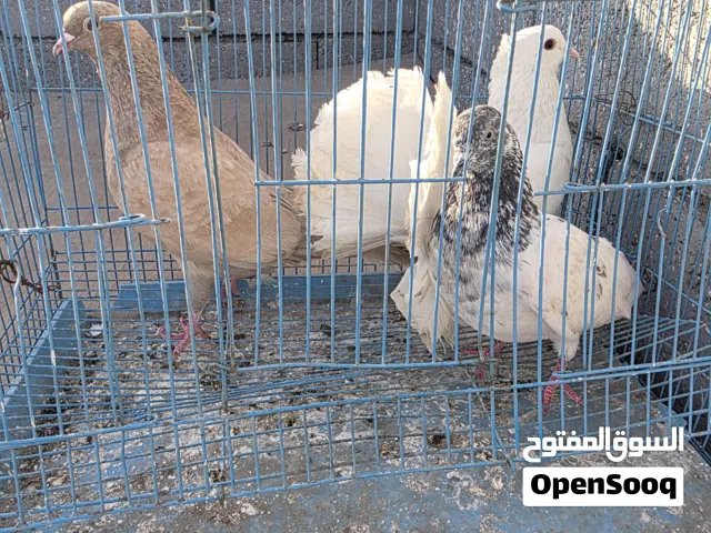 متاح دشش 4 صيد كلهن ب10