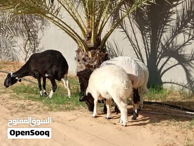نعجتين تحتهم خروف وفطيمه عمرهم 4ونص وعشار عليهم سنهم موظح في صوره
