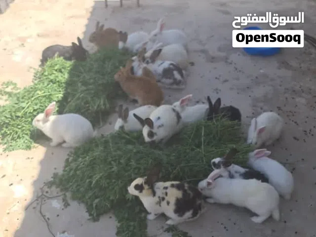 ربي يبارك 40 ارنب مالطيات