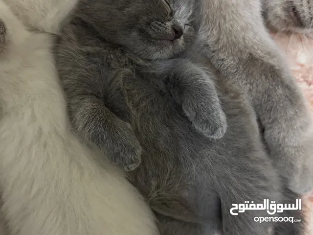 سكوتش وبلو بوينت 3months