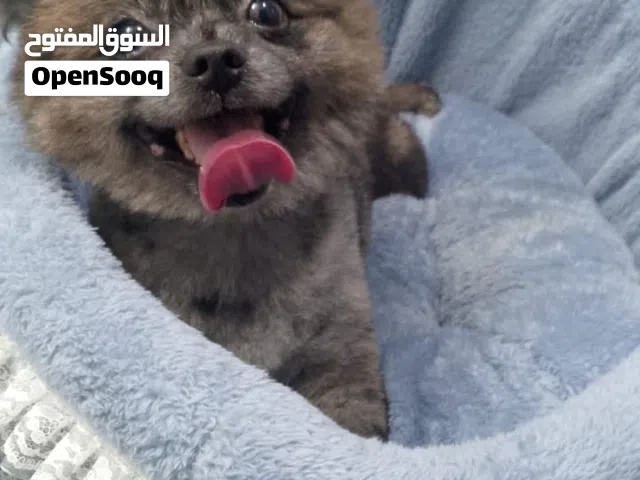 Grey Pomeranian Male