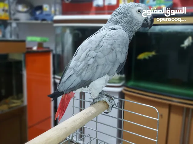 مطلوب أنثى كاسكو بالتحليل