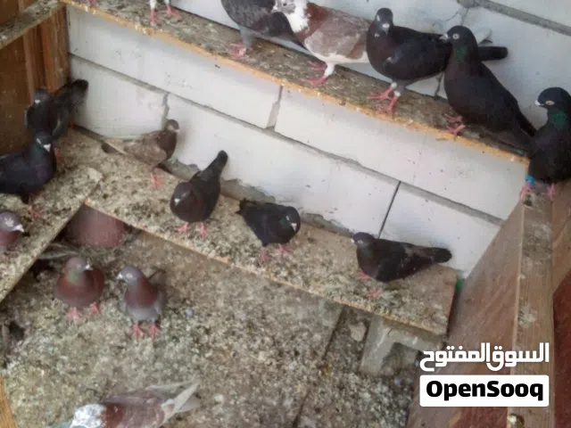 حمام لوت للبيع