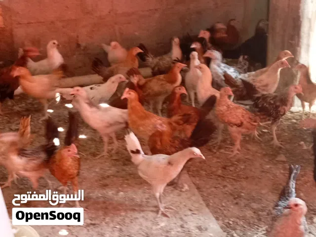 صيصان عمانية