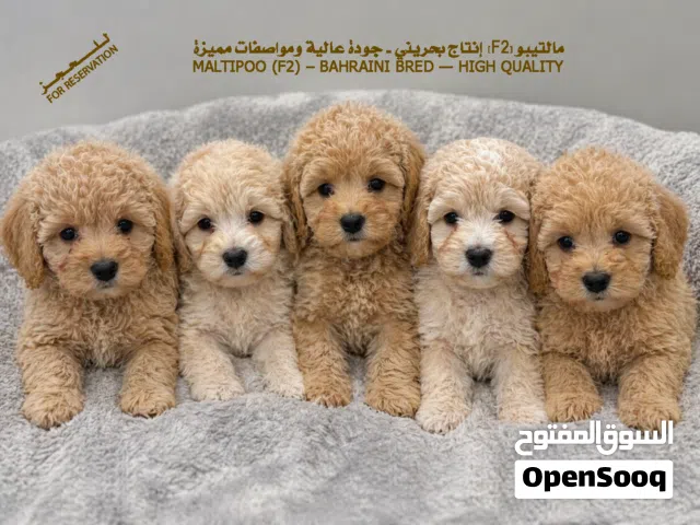 مالتيبو (F2) للحجز MALTIPOO For reservation