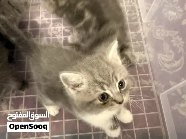 للبيع قطط توهم مولودين