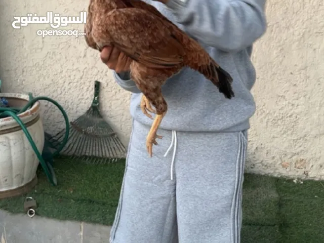 ديايه باكستانيه