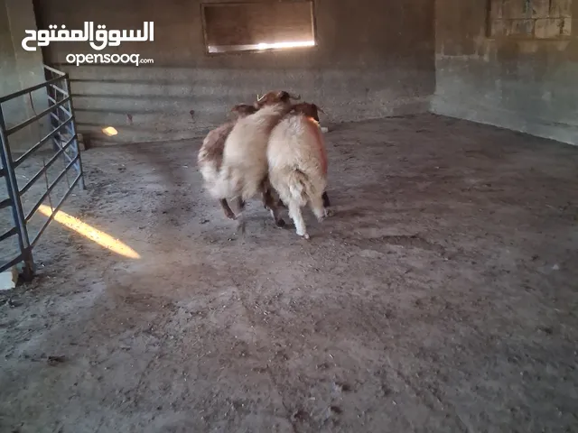 موجود خرفان بلدي نذر او عقيقه وزن 47 وطالع للبيع ما شاء الله صحه ونظافه موجودات في عمان شارع المية