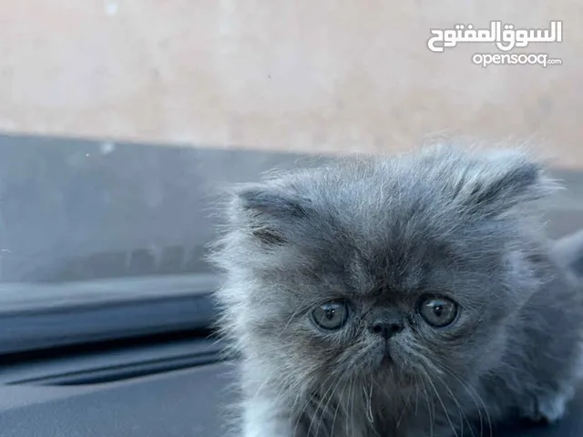 قطط للبيعع