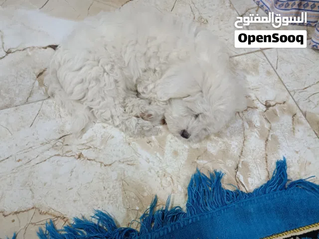 كلب مالتيز العمر 2 شهر كامل لقاح