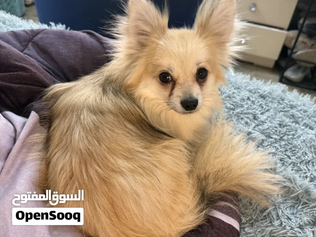 كلب بورمينا لعوب جدا وزين ويا الاطفال عمره 7 شهور