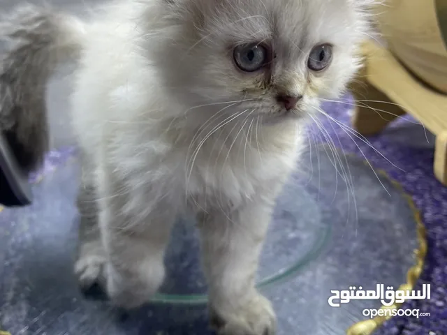 قطط شنشيلا 2 إناث وذكر