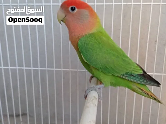 مطلوب أنثى روز نفس الصورة للبيع